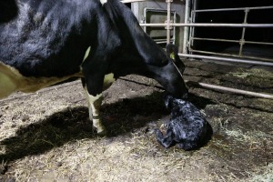 【動物科学科】子牛が生まれました！