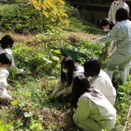 【植物バイオ】イズモコバイモ自生地整備活動を行いました！