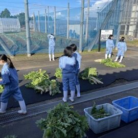 【植物科学科1年生】「農業と環境」でダイコンを収穫しました。