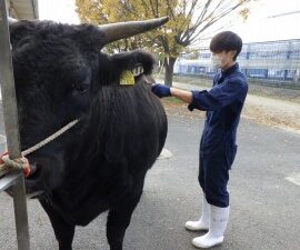 【動物科学科】牛のブラッシングの様子です。