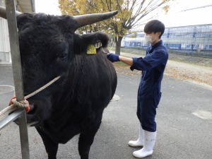 【動物科学科】牛のブラッシングの様子です。