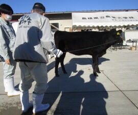 【動物科学科】全国和牛能力共進会へ向けて調教の講習会に参加しました。