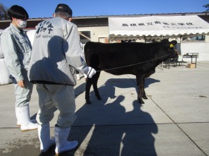 【動物科学科】全国和牛能力共進会へ向けて調教の講習会に参加しました。