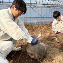 【食品科学科】ブドウ苗木の掘り上げ実習