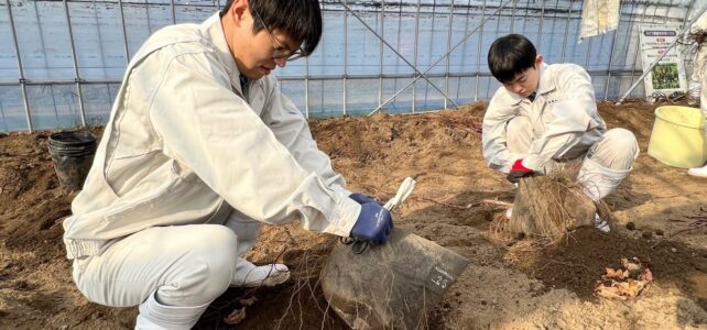 【食品科学科】ブドウ苗木の掘り上げ実習