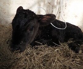 【動物科学科】子牛が生まれました！