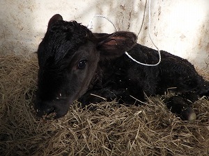 【動物科学科】子牛が生まれました！