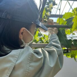 【食品科学科】シャインマスカットの花穂散布実習【♯一人一樹木】