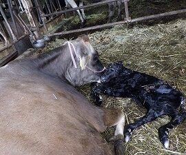 【動物科学科】受精卵移植実習での子牛が生まれました！