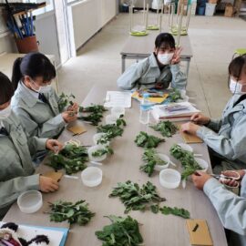 【植物科学科】大菊のさし芽実習を行いました！【5月19日】