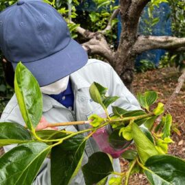 【食品科学科】柿花粉の採取と人工受粉を行いました