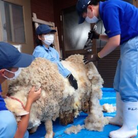 【動物科学科】羊の毛刈りを行いました！
