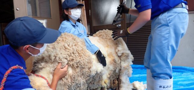 【動物科学科】羊の毛刈りを行いました！