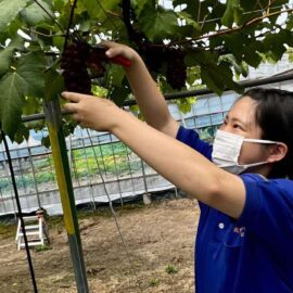 【食品科学科】デラウェアの収穫・販売を行いました