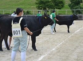 【動物科学科】第12回全国和牛能力共進会島根県代表牛最終選抜会に参加しました！