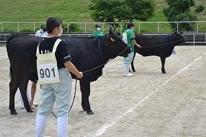 【動物科学科】第12回全国和牛能力共進会島根県代表牛最終選抜会に参加しました！