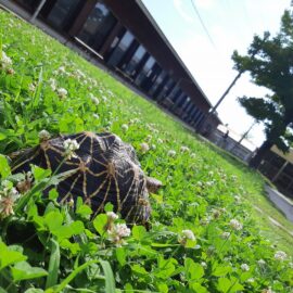 【動物科学科】お散歩しました！