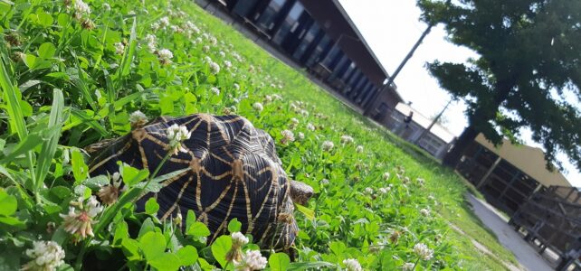 【動物科学科】お散歩しました！