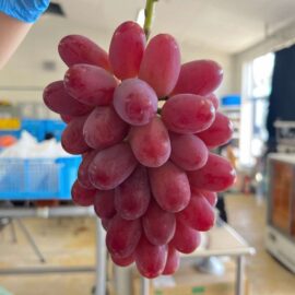 【食品科学科】大粒ブドウの収穫・販売実習を行いました