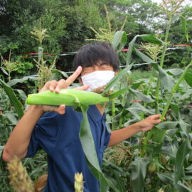 【環境科学科】トウモロコシを収穫しました