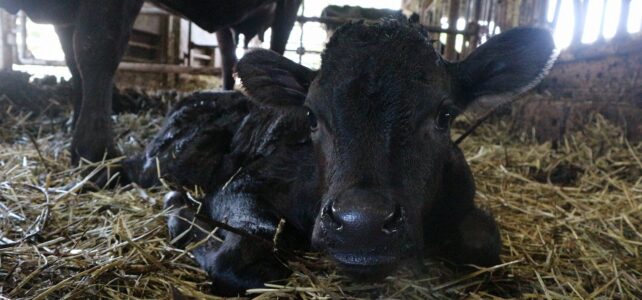【動物科学科】夏休みにたくさんの子牛が生まれました！