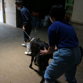 【動物科学科】子牛を出荷しました。