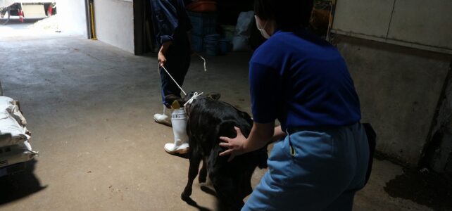 【動物科学科】子牛を出荷しました。