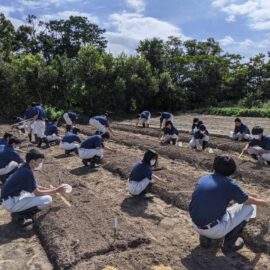 環境科学科１年生　ダイコン播種作業