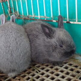 【動物科学科】ウサギの赤ちゃん誕生しました！