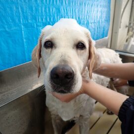 【動物科学科】シャンプー実習を行いました。