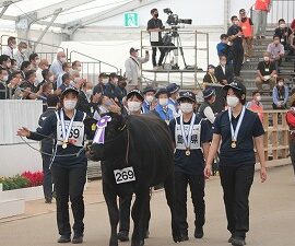 【動物科学科】第１２回全国和牛能力共進会に参加しました！