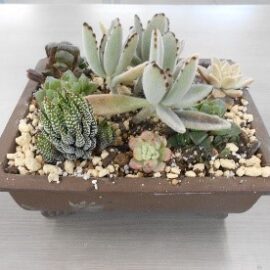 植物科学科３年生物活用　（多肉植物の寄せ植えはアートになれるのか）