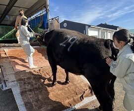 【動物科学科】第６回和牛甲子園に向けて「百合久坊」を出荷しました！