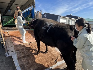 【動物科学科】第６回和牛甲子園に向けて「百合久坊」を出荷しました！