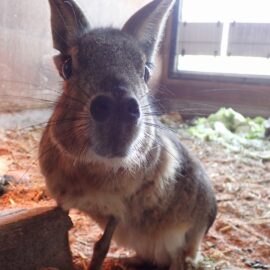 【動物科学科】ふれあい動物園に新しい仲間が増えました！！