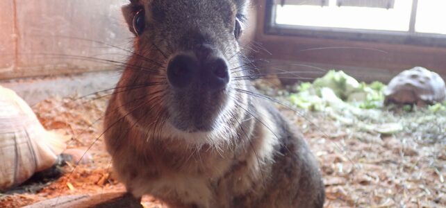 【動物科学科】ふれあい動物園に新しい仲間が増えました！！