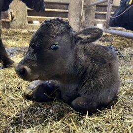 【動物科学科】子牛が生まれました！