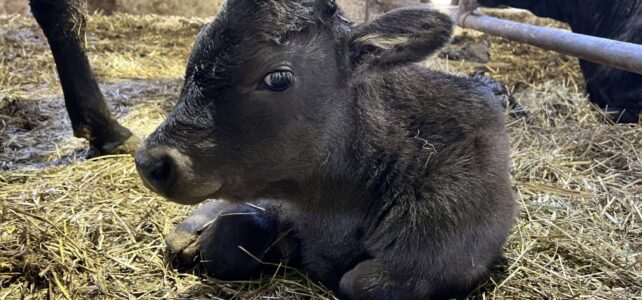 【動物科学科】子牛が生まれました！