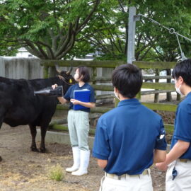 【動物科学科】家畜審査競技県大会に向けて