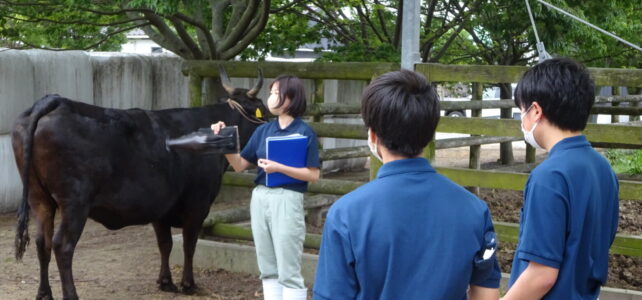 【動物科学科】家畜審査競技県大会に向けて