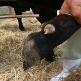 【動物科学科】牛の削蹄をしました。