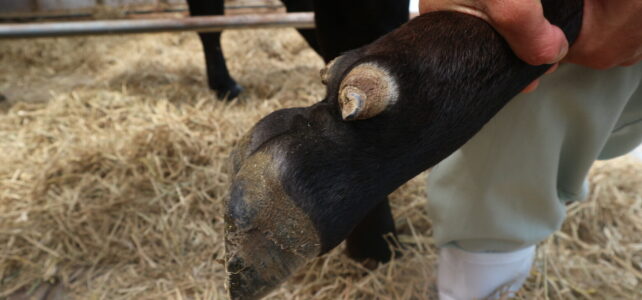 【動物科学科】牛の削蹄をしました。