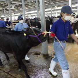 【動物科学科】子牛市場に行きました。
