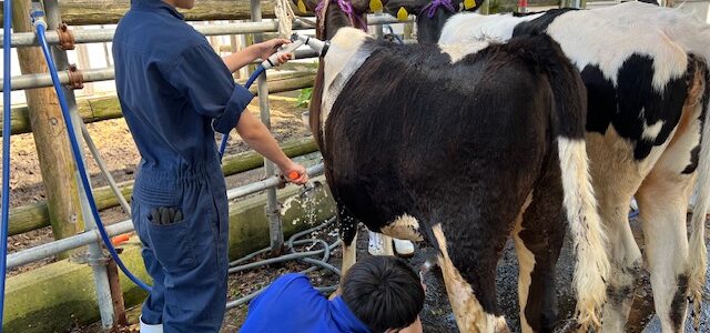 【動物科学科】牛の洗体をしています。