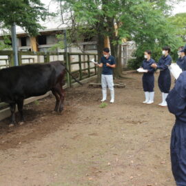 【動物科学科】講師にお越しいただき、家畜審査の勉強会を行いました！