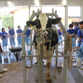 【動物科学科】牛の受精卵の採卵・移植を見学しました！