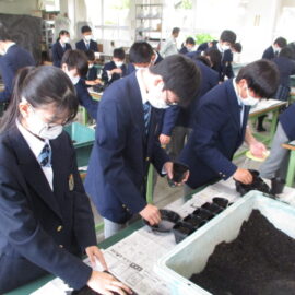 【環境科学科】1年生がトウモロコシを育てました