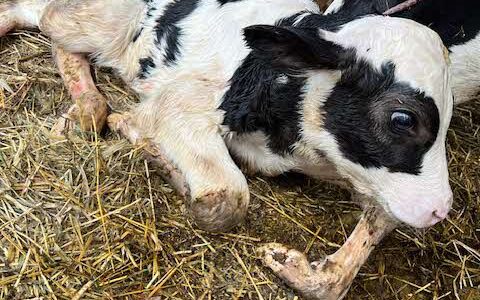 【動物科学科】たくさんの子牛が生まれました！