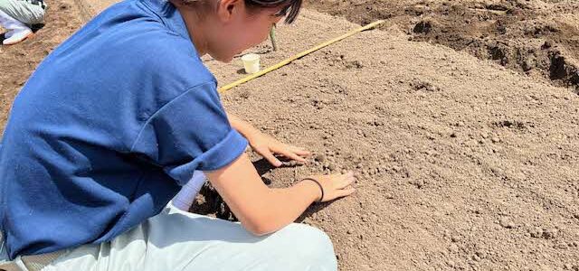 【動物科学科】ダイコンの播種とハクサイの定植をしました。