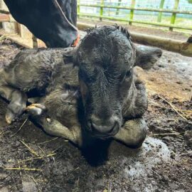 【動物科学科】和牛の子牛が生まれました。